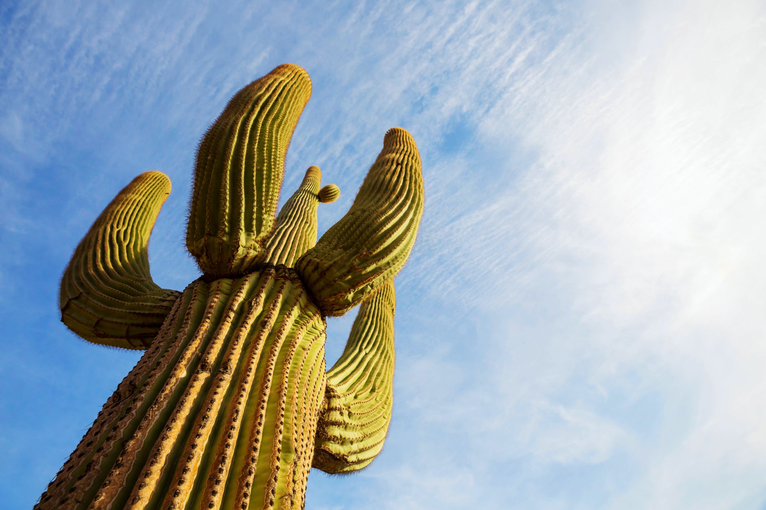 Pheonix blog1